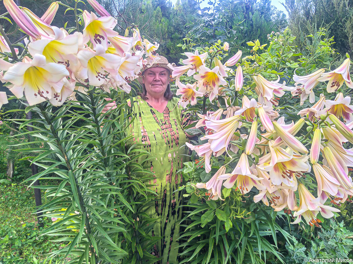 Tree Lily Lilium Friso - Garden Seeds Market Free shipping