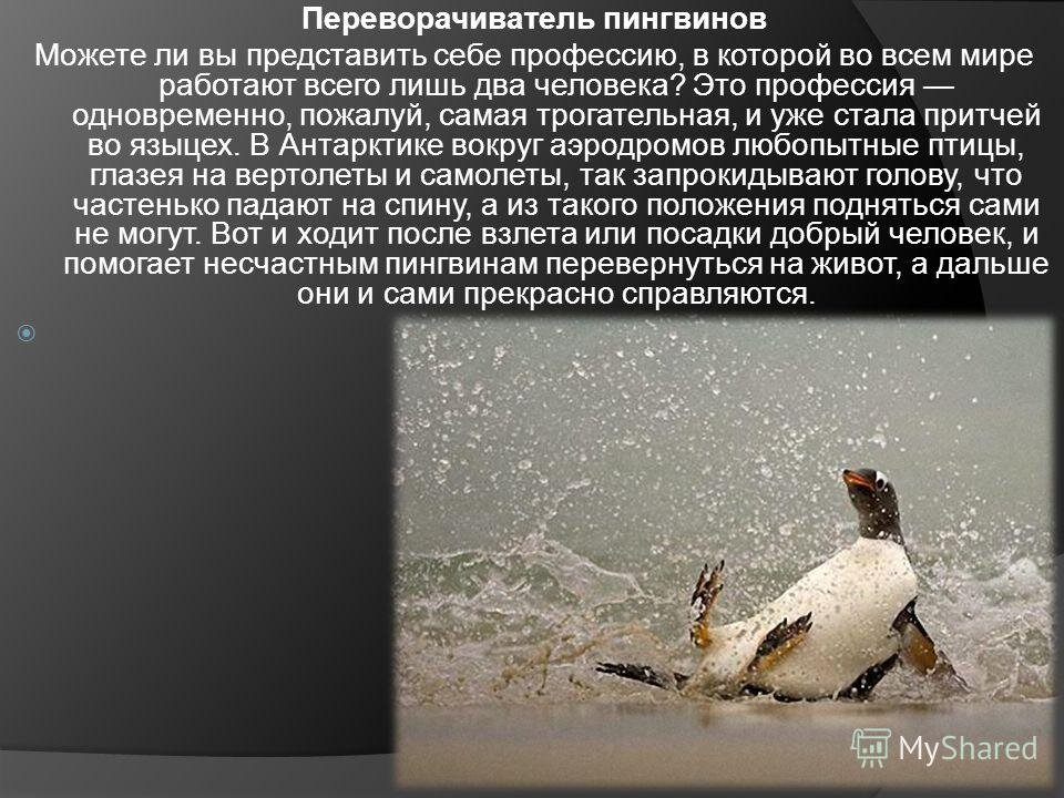 Переворачивать пингвинов работа. Переворачиватель пингвинов профессия. редкие профессии переворачиватель пингвинов. антарктида переворачиватель пингвинов. доклад о профессии переворачиватель пингвинов.
