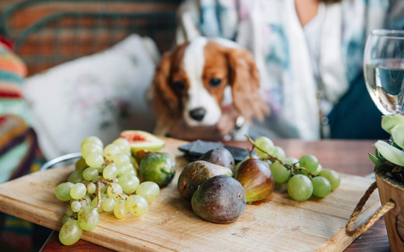 Помимо очевидных анатомических отличий человека и собаки, существует неисчислимое количество отличий в физиологии, в том числе связанных с работой желудочно-кишечного тракта. Фото:  thesprucepets.com