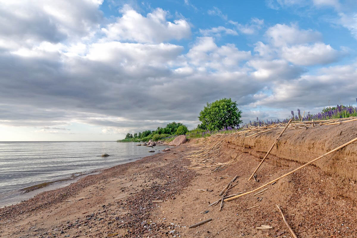 Берег Чудского озера в 1,5 км от Гдова.