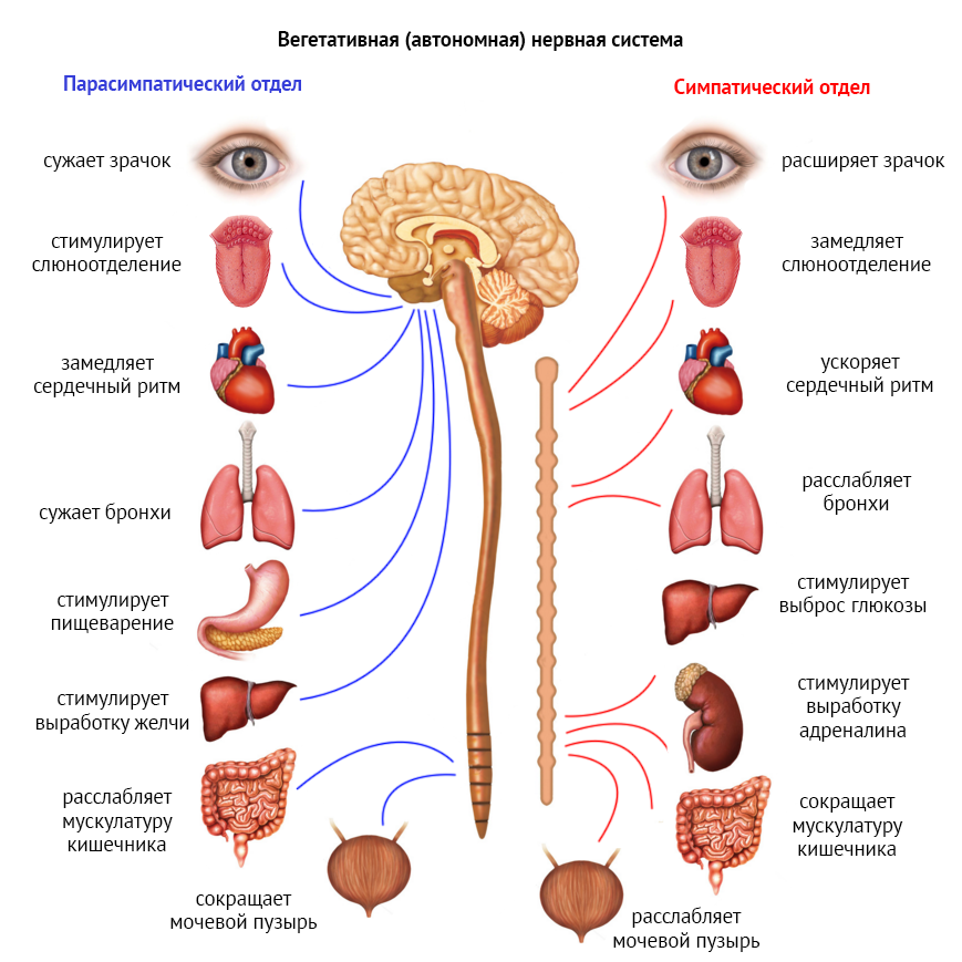 Симпатический отдел внс. Вегетативный отдел нервной системы человека. Схема симпатической и парасимпатической нервной системы. Вегетативная система человека схема. Отделы вегетативной нервной системы строение.