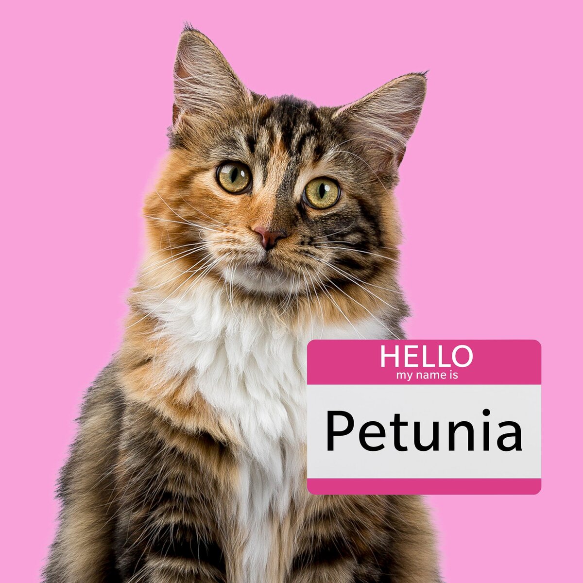 📌Все права на представленные в статье фотографии, принадлежит только их владельцам. Все фотографии взяты из открытых источников📌.