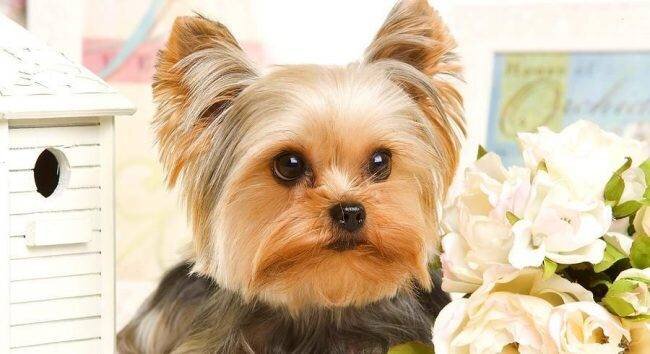 Йоркширский терьер