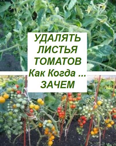 удалить листья томата