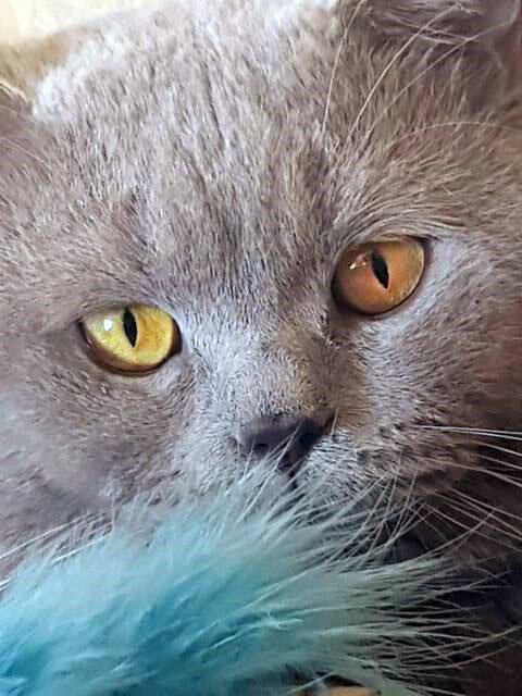 кот британец
