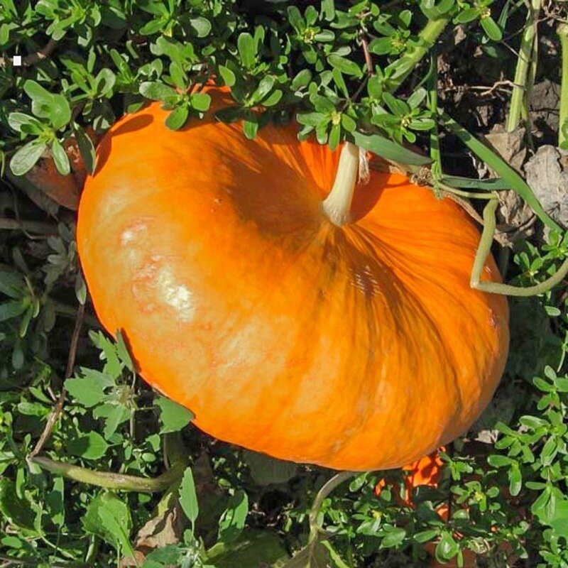 Фото https://www.instagram.com/p/CFHHWbHHrXh/