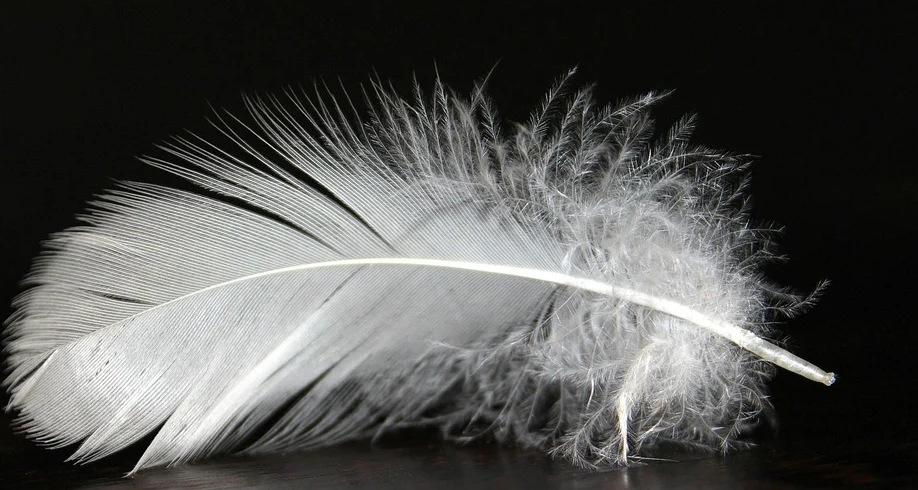 Перо, как основа пухо-перьевых подушек