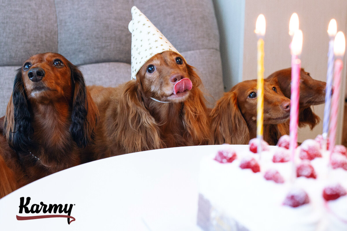 Поздравить собаку с днем рождения
