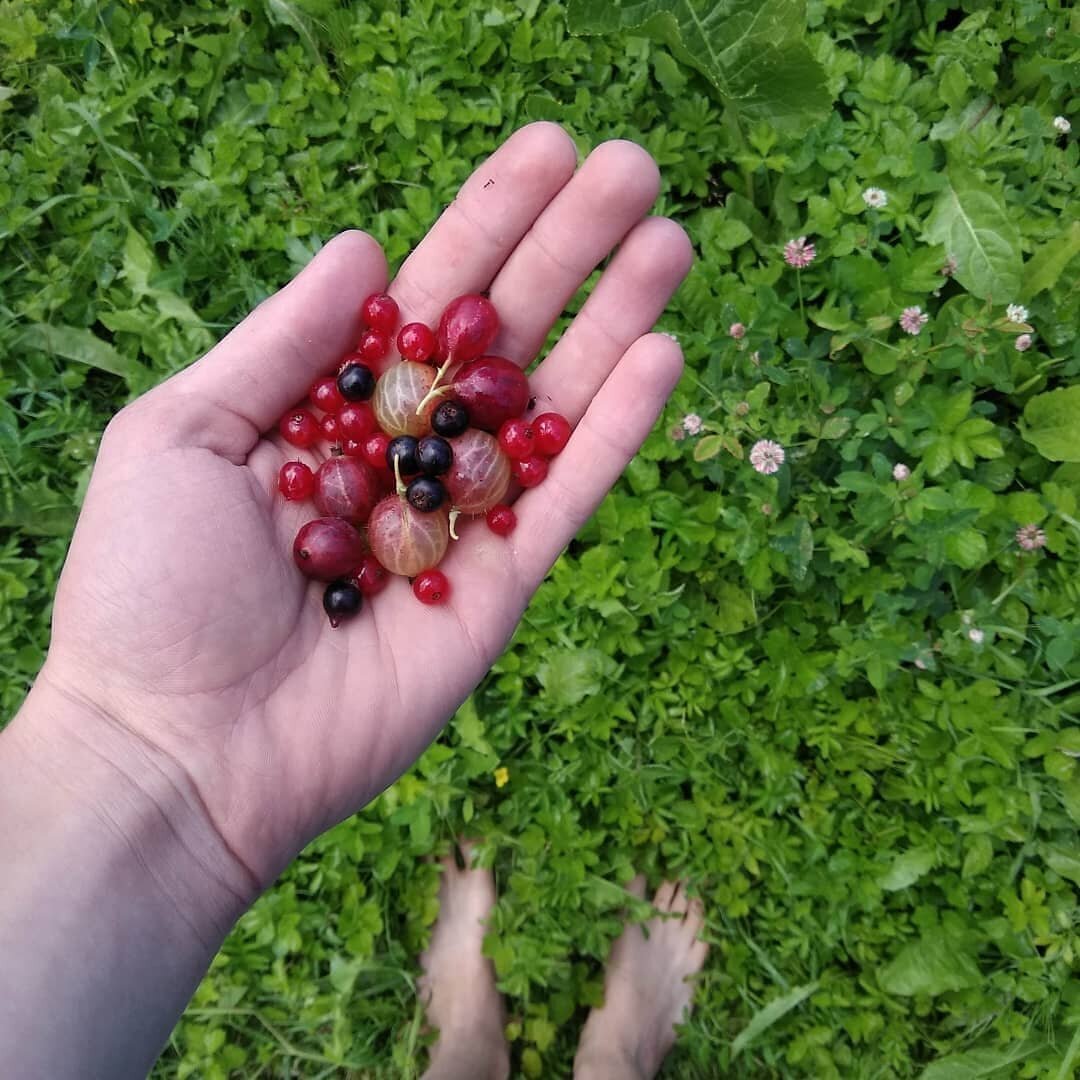 Ем ягоды в гостях у бабушки. На фото крыжовник, красная и черная смородина.