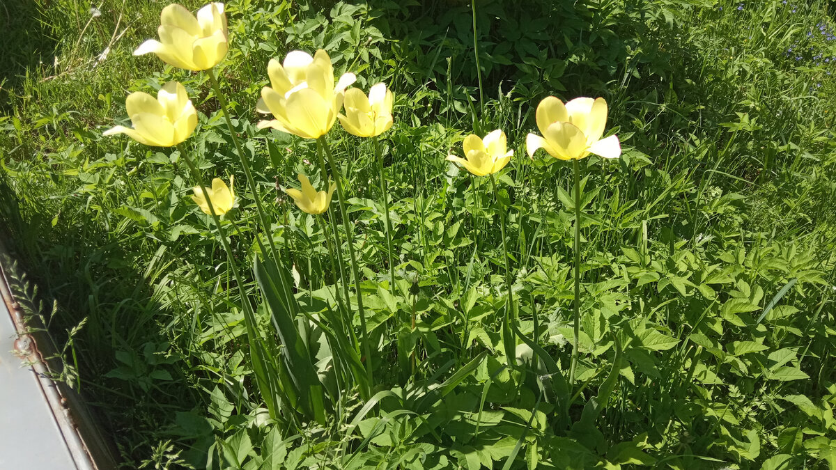 В этом году выросли желтые тюльпаны там где я их не сажала - говорятчто это могут быть проделки мышей