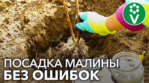 ПОСАДКА МАЛИНЫ ОСЕНЬЮ БЕЗ ОШИБОК. Пошаговое руководство от биолога