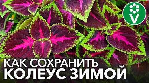 КОЛЕУСЫ - ЯРКИЕ ЦВЕТЫ ДЛЯ ХОРОШЕГО НАСТРОЕНИЯ. Выращивание и уход, черенкование, сохранение зимой