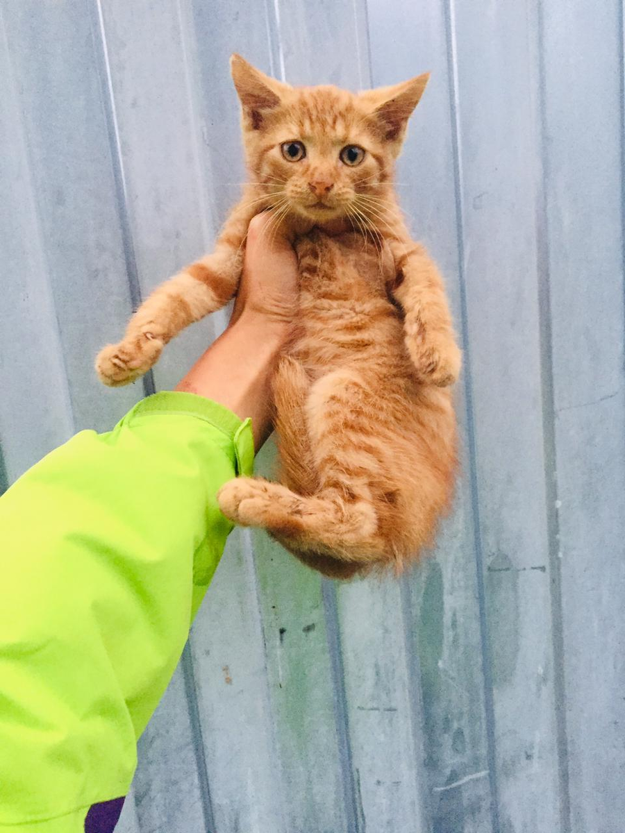 Маленький рыжий котенок с дач ищет свой дом. Мальчик, 2 месяца.  Санкт-Петербург, Ленинградская область. | Animalrescueed | Дзен