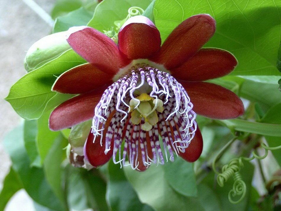 Фото самых редких цветов. Пассифлора Крылатая Passiflora alata. Пассифлора съедобная (Passiflora edulis). Пассифлора съедобная фиолетовая маракуйя. Пассифлора алата цветение.