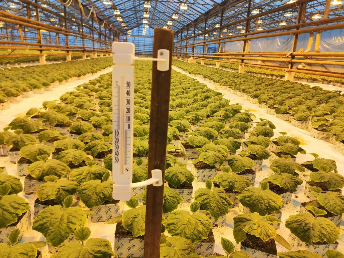 Подсветка ДНаТ на участке. 