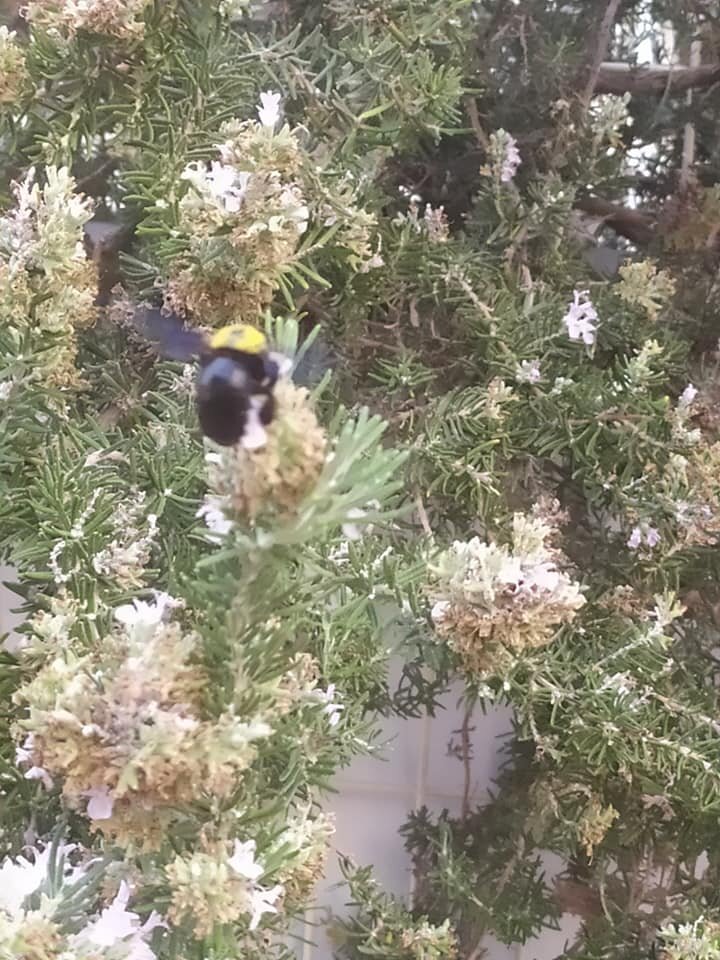 Розмарин можно рвать прямо с куста во дворе