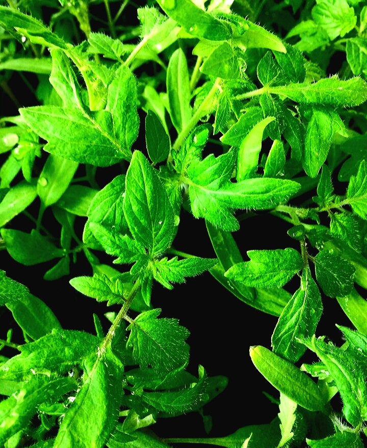 Пора сеять помидоры на рассаду