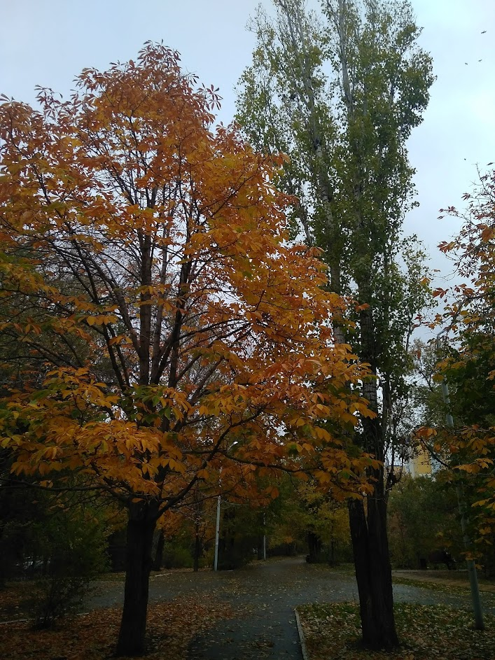 Осенние деревья и общая атмосфера имеют определённый шарм и это глупо отрицать :)