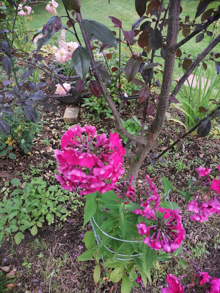 И снова флоксы. И такие посажу.