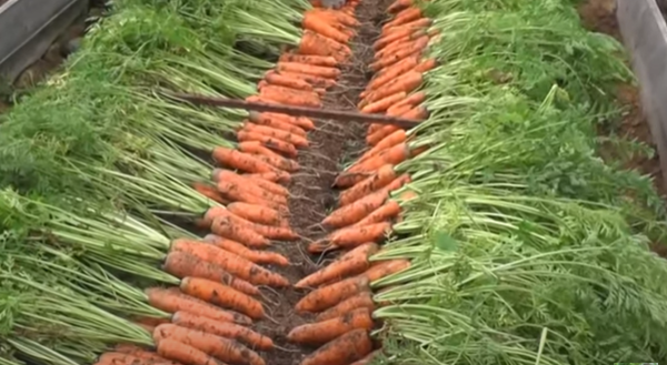Морковь уродилась хорошая. Скрин фото автора.