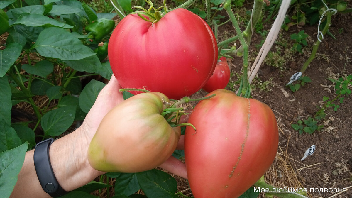 Сорт Задница обезьяны