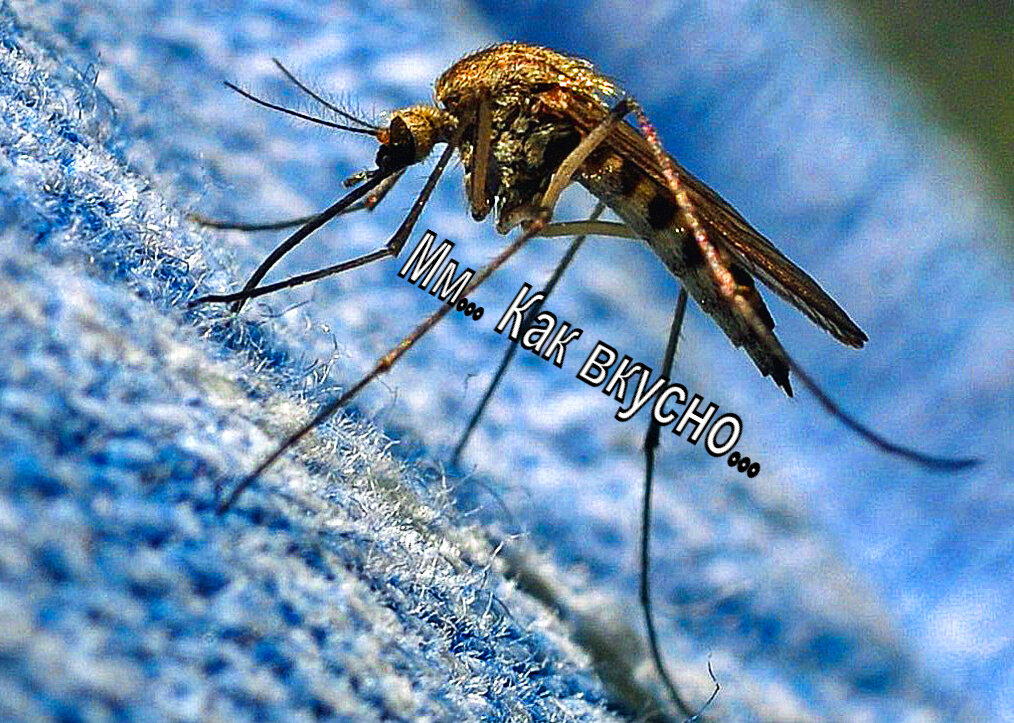 Комар: -Добавка будет?