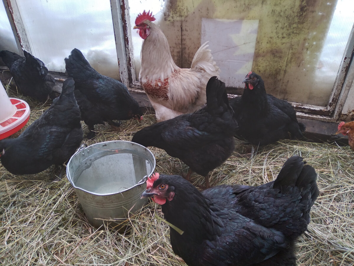 Из личного архива