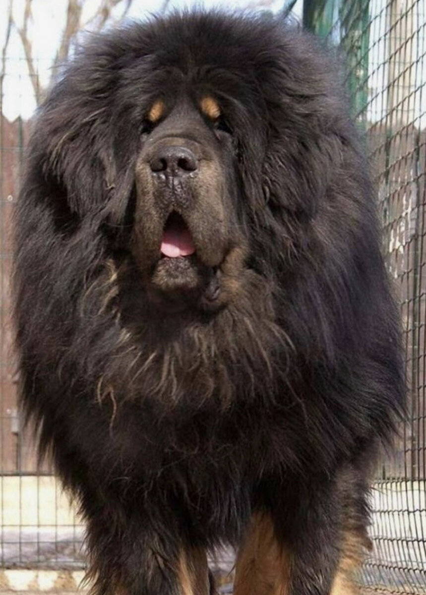 Считается, что собачки являются друзьями человека, счастливые обладатели собачек приобретая маленького четвероногого животного - приобретают себе ещё и  друга. Который будет ждать вас с работы, встречать на пороге вашего дома и вилять хвостиком радостно. Собачки бывают разные, кто-то породистый, какого-то друга можно взять из питомника или подобрать на улице. Как правило, самые верные и преданные будут именно последние, потому что они чувствуют вашу заботу, они благодарны вам и безумно вас любят. В этой статье я хочу рассказать про самую дорогую породу собачки, мало кто задумывается об этом, но цена собачки может возрасти аж до 7 тысяч долларов. 
Чем же уникальна данный вид собачки, почему ее ценность на столько велика. Самой дорогой вид в мирне считается Тибетский мастиф, большой красивый и очень дорогой вид собачек. Из-за чего же такая высокая ценовая категория ? Дело в том, что данный вид считается одной из древних пород собачек. С этой породой связанно множество легенд и мифов, это конечно же не может не влиять на стоимость собачки.
Тибетскому мастифу можно смело доверить охрану вашего жилья, имущества и даже оставить ребенка, собачки этого вида очень надежны и верни своим хозяевам, на них вы точно можете положиться как на полноценного члена вашей семьи

Тибетский мастиф большие, мохнатые очень смышленные и умненькие собачки, они очень добрые по отношению к вашей семье, разрешают гладить и трогать себя без нарекании, а для ваших детей эта собака точно станет лучшим другом.
Так же вы с легкость сможете дрессировать Тибетского мастифа, он послушный, и быстро схватывает команды и слова того кто его дрессирует.

Подведя итоги хочется отметить, что мастиф хоть и очень дорогая собачка, но она окупает свою ценность, ведь приобретая такую собачку вы приобретаете друга для себя и вашей семьи.
