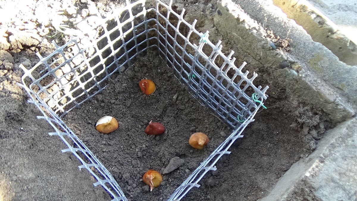 Сажаю тюльпаны в последних числах октября ( Краснодар)