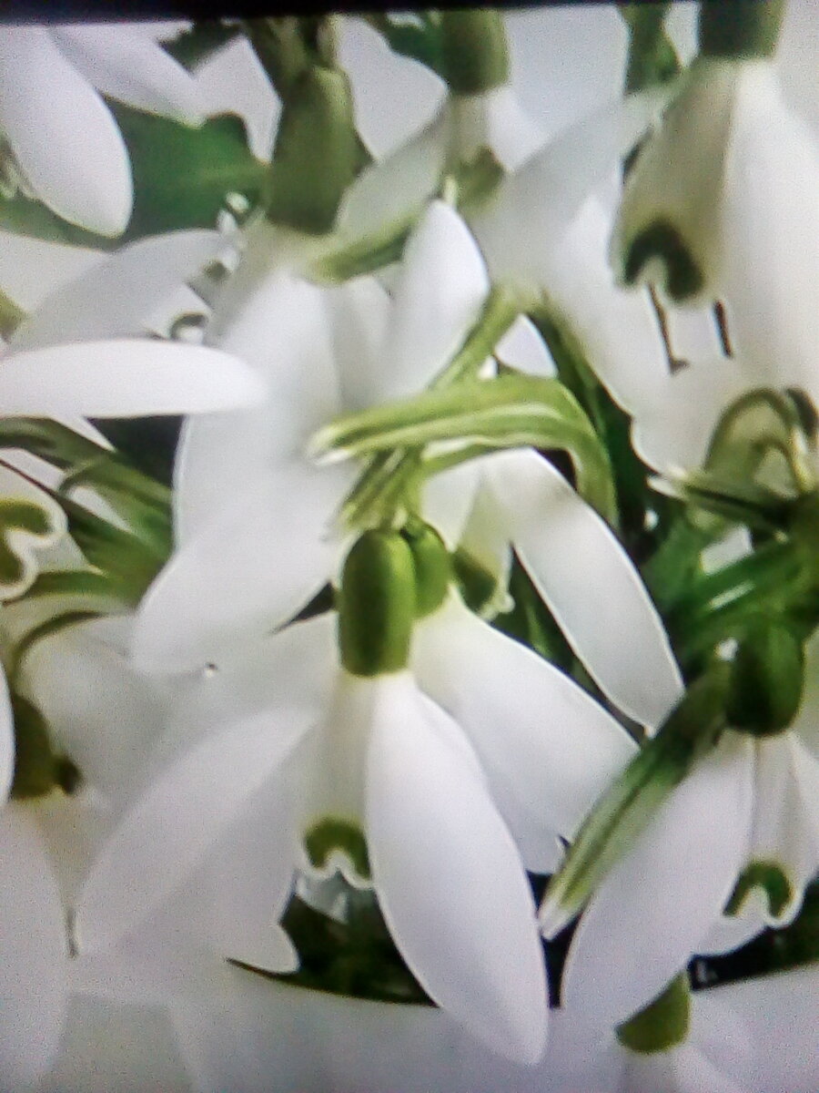 МЕНЯ ЗОВУТ ЖАНЕТТА.  Я ПИШУ  СТАТЬИ  О  НАТУРАЛЬНОЙ  КОСМЕТИКИ, КОТОРАЯ НАХОДИТЬСЯ  В  ХОЛОДИЛЬНИКЕ , У КАЖДОЙ  ХОЗЯЙКИ.  В  ПРЕДЫДУЩЕЙ СТАТЬИ  Я  ПИСАЛА  О ЯЙЦЕ.   ЯЙЦО  УВЛАЖНЯЕТ  И  ПИТАЕТ КОЖУ , УСТРАНЯЕТ   ВОСПАЛИТЕЛЬНЫЕ ПРОЦЕССЫ, ОТБЕЛИВАЕТ  КОЖУ, УСТРАНЯЕТ ПИГМЕНТАЦИЮ.  ЯИЧНЫЕ МАСКИ ПОДХОДЯТ  ДЛЯ  РАЗНЫХ  ТИПОВ  КОЖИ. ЖЕЛТОК УВЛАЖНИТ  И  УРЕГУЛИРУЕТ ВОДНЫЙ  БАЛАНС.       БЕЛОК  НЕОБХОДИМО  ИСПОЛЬЗОВАТЬ  ПРИ.  НАЛИЧИЕ  ЖИРНОЙ  ТИПА КОЖИ, ОН ПОДСУШИТ КОЖУ,   БЕСПЕЧИТ  СУЖЕНИЕ  ПОР.  В  ПЕРЕПЕЛИНОМ ЯЙЦЕ  ЗНАЧИТЕЛЬНО  БОЛЬШЕ СОДЕРЖАТЬСЯ ВИТАМИНОВ В, А КАЛИЯ,   ЖЕЛЕЗА, МЕДИ . В  БЕЛКЕ БОЛЬШОЕ КОЛИЧЕСТВО АМИНОКИСЛОТ  И ВИТАМИНОВ  В1 В2.  МАСКИ С ПРИМЕНЕНИЕМ ЯИЦ, ХОРОШО  РЕГУЛИРУЕТ ОБМЕН, УЛУЧШАЕТ КРОВООБРАЩЕНИЕ, УКРЕПЛЯЕТ  ТКАНИ, ЧТО ПОМОГАЕТ ИЗБАВИТЬСЯ  ОТ  ПРЫЩЕЙ И УГРЕВОЙ СЫПИ, УДАЛЯЕТ ИЗБЫТОЧНУЮ  ЖИРНОСТЬ, ПИТАЕТ СУХУЮ  КОЖУ  И УВЛАЖНЯЕТ, ЗАЩИЩАЕТ КОЖУ  ОТ  ПРЕЖДЕВРЕМЕННО  СТАРЕНИЯ, ОТ УЛЬТРАФИОЛЕТОВЫХ ЛУЧЕЙ   И   ВОЗДЕЙСТВИЯ  ОКРУЖАЮЩЕЙ  СРЕДЫ. ЖЕЛКОВЫЕ МАСКИ. ХОРОШО УВЛАЖНЯЮТ  И ПИТАЮТ  ПРЯДИ, УСИЛИВАЕТ ИХ РОСТ  И   ОБЕСПЕЧИВАЮТ ШЕЛКОВИСТОСТЬ  И БЛЕСК. ЯИЧНЫЙ БЕЛОК ОбЛАДАЕТ ЛЕГКИМИ ОКРАШИВАЮЩИМИ. СВОЙСТВАМИ.  В  БЕЛКЕ  ОСНОВНУЮ  РОЛЬ ИГРАЮТ СЛЕДУЮЩИЕ КОМПОНЕНТЫ: ВИТАМИНЫ ГРУППЫ В, ТОКОФЕРОЛ, АМИНОКИСЛОТЫ, ПРОТЕИН, ВИТАМИН. Р. ПРИМЕНЯТЬ БЕЛКОВЫЕ МАСКИ ПОЛЕЗНО ДЛЯ ВОССТАНОВЛЕНИЯ ПОВРЕЖДЁННЫХ ПРЯДЕЙ И  ДЛЯ ПРЕДОТВРАЩЕНИЯ  ИХ  ВЫПАДЕНИЯ.  ДЛЯ  ВОЛОС ПОЛЕЗЕН ЖЕЛТОК И БЕЛОК СМЕШАТЬ ЯЙЦО+ МАСЛО Оливковое  Или подсолнечное, ТОЛЬКО  ДЕРЕВЕНСКОЕ.,  МЕД.