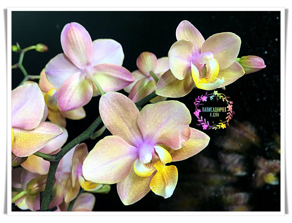 Листайте, пожалуйста, там корни и общий план. ⏩⏩