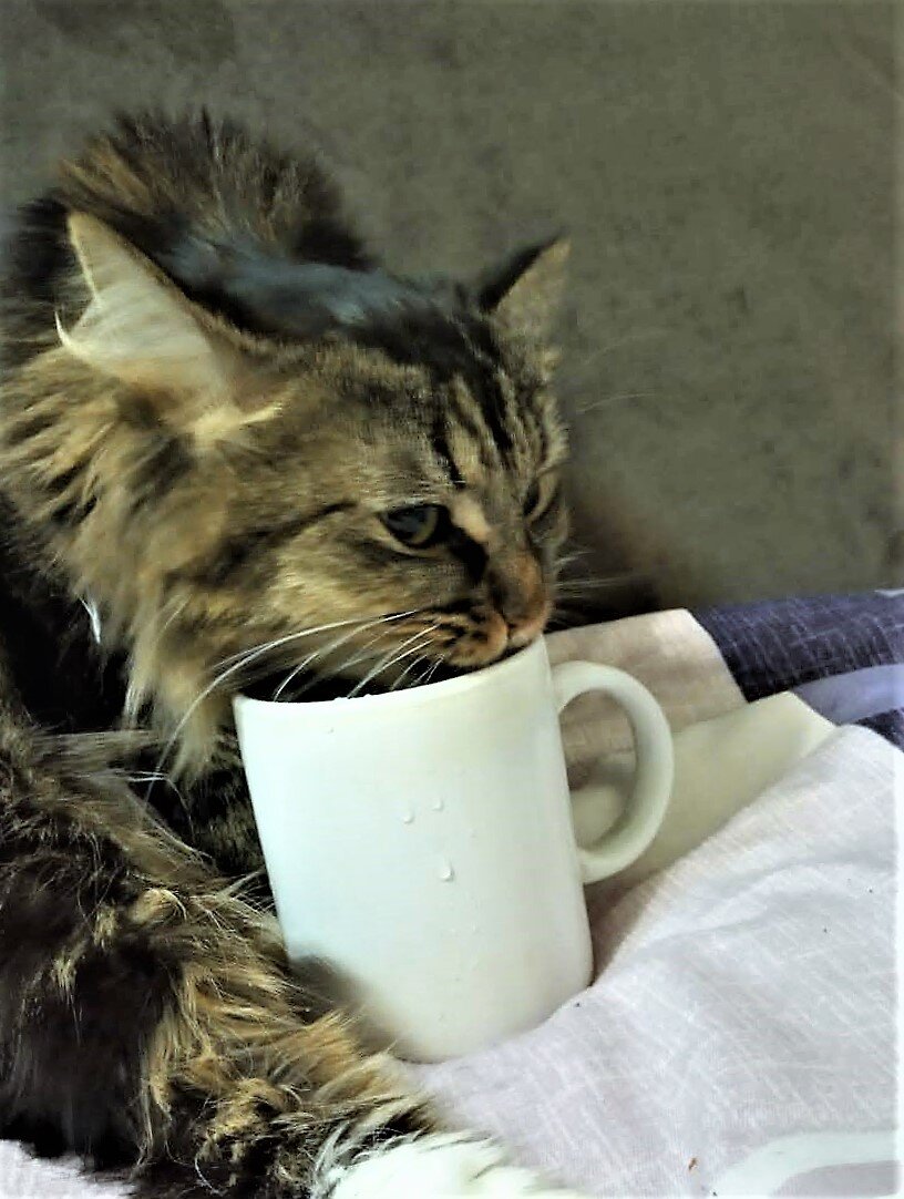 Фото из личного архива. Когда кот король в доме.