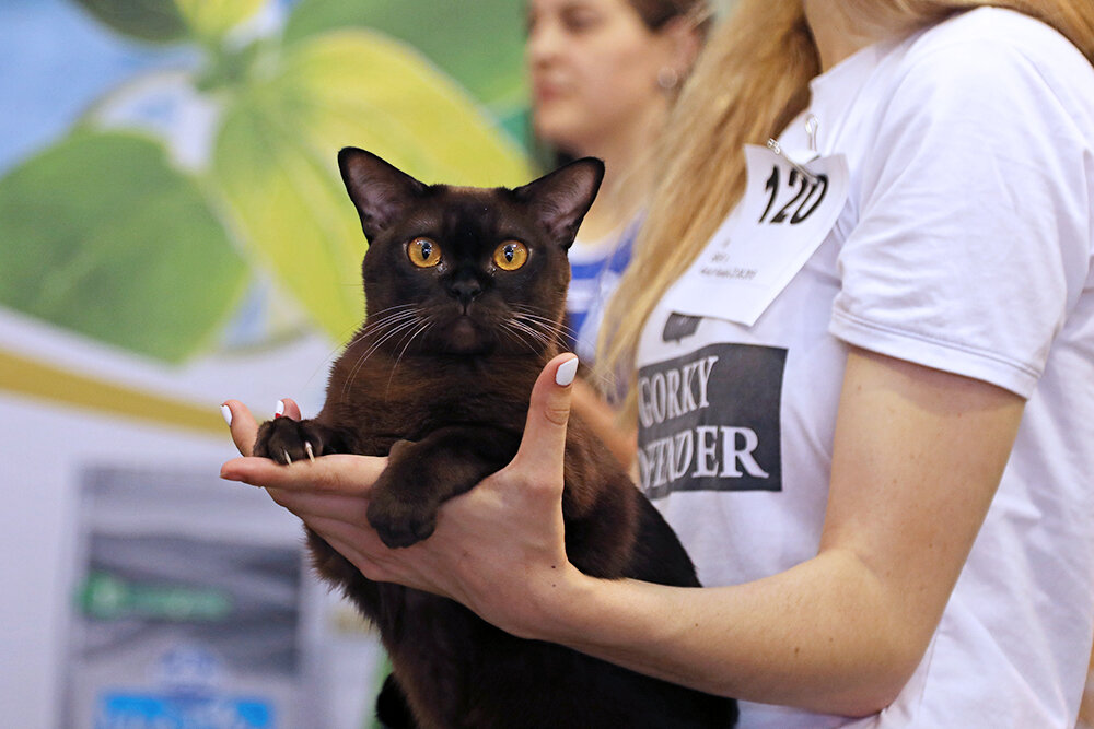 WW'18, NW'18. NW'16, SC Parmida Jasper*RU, JW & DVM из питомника Jasper Burmese