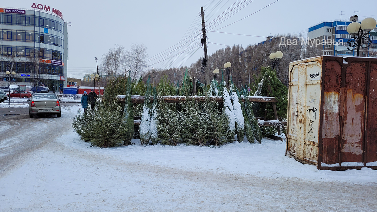 Продажа елей к Новому году