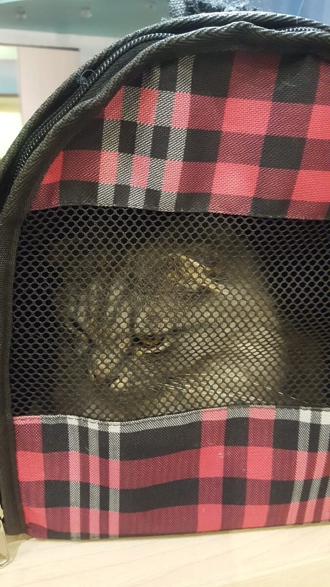 Маркиз готов к поездке