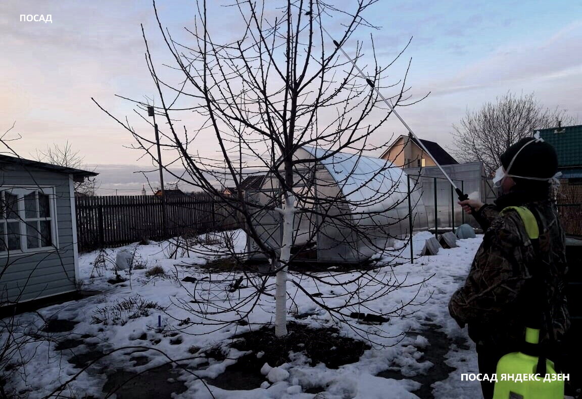 Потопали в сад. Зачем нужно утаптывать снег вокруг деревьев