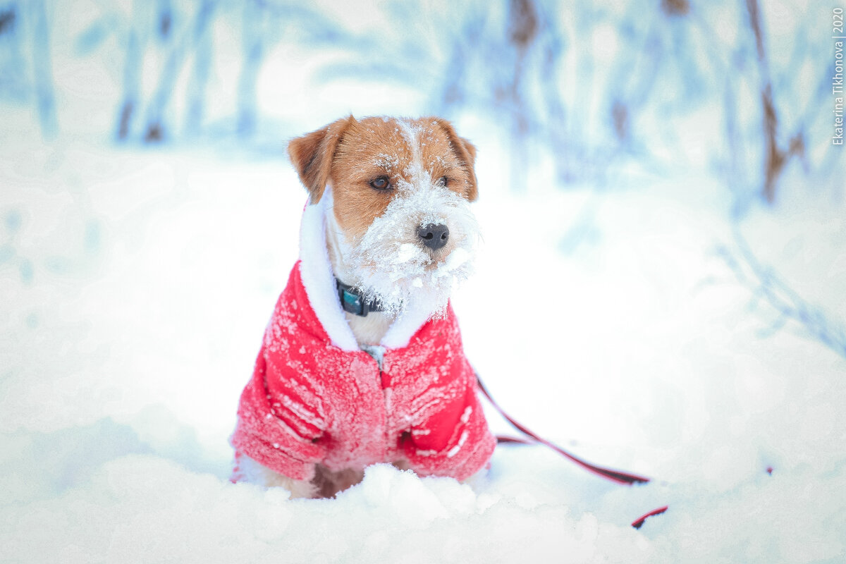 Какие собаки мерзнут зимой на улице. Какие собаки мерзнут зимой на улице. Джек рассел терьер бежит. Холодный щенок. Бездомные животные снег.