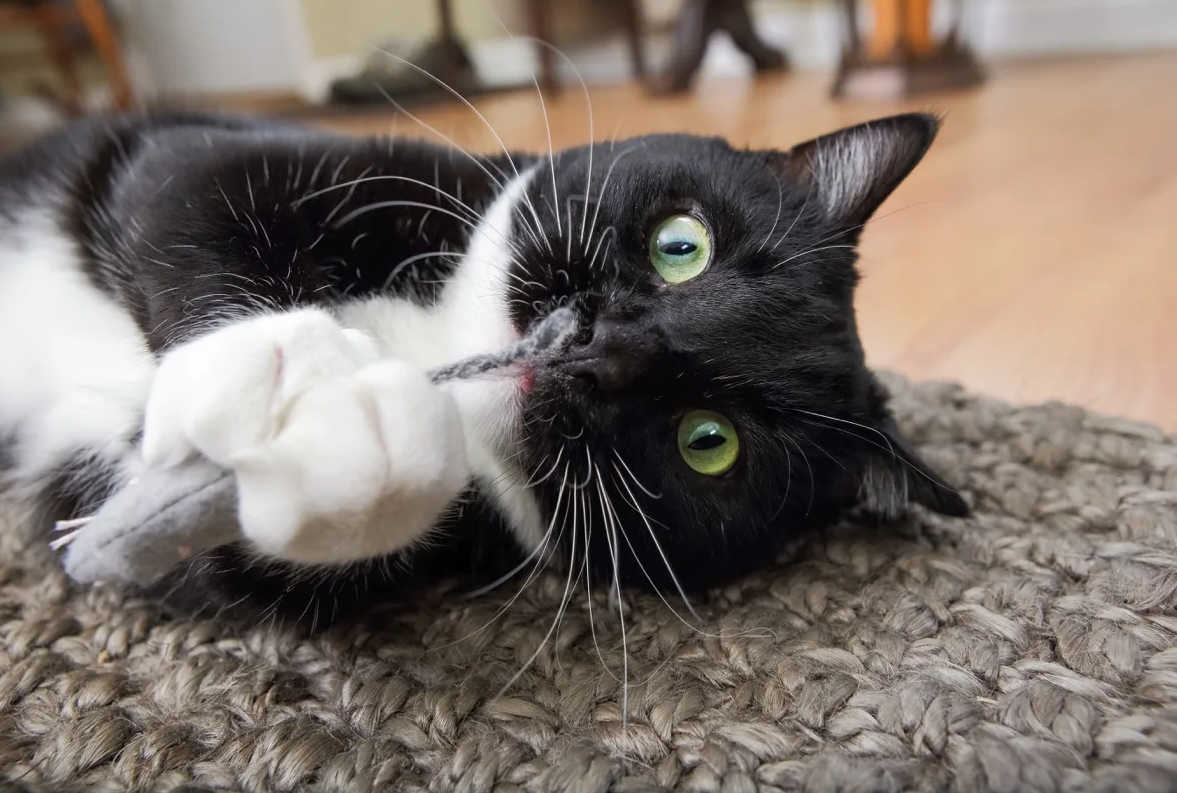 Кошачьие лакомства с мятой