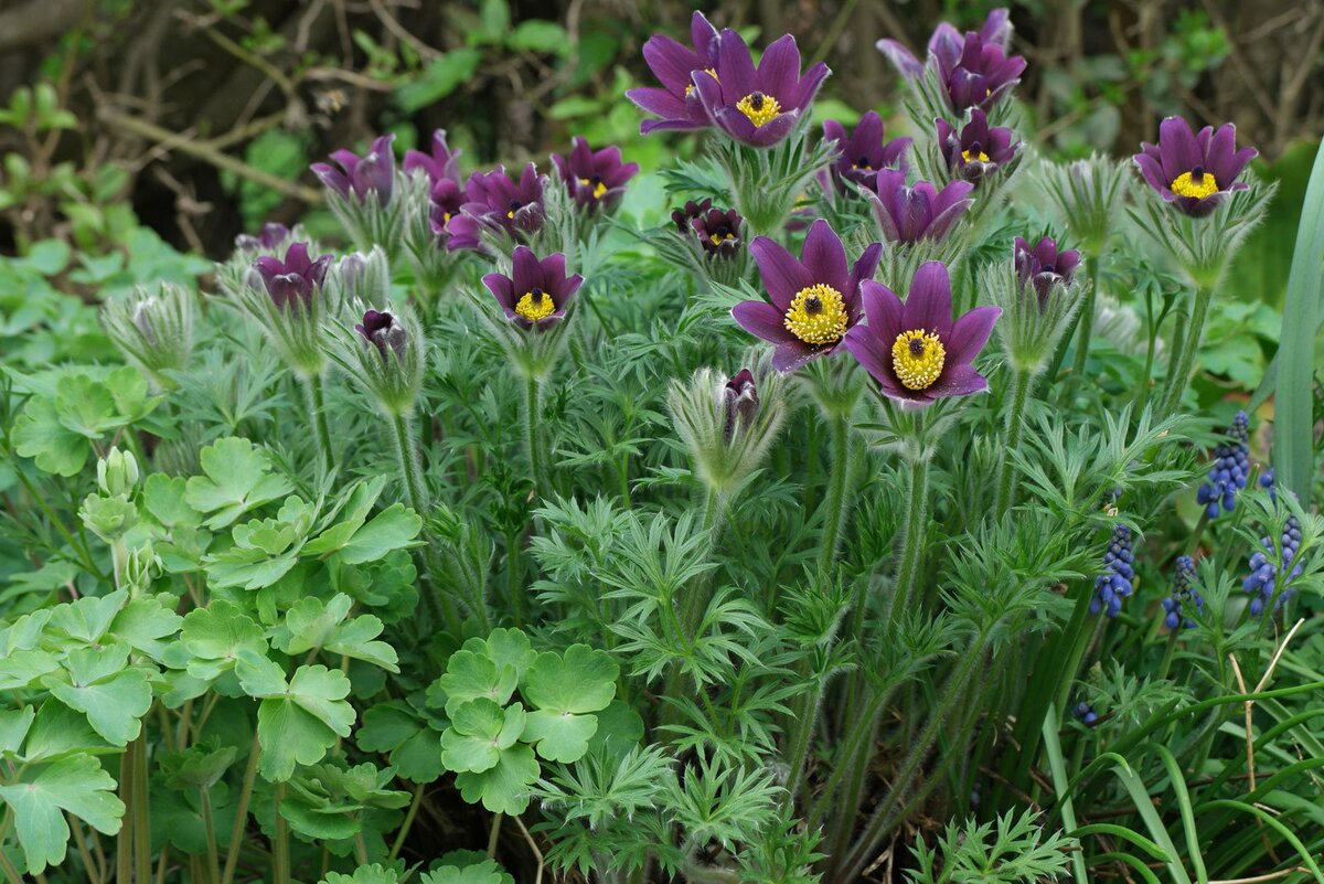 Прострел обыкновенный (Pulsatilla vulgaris)