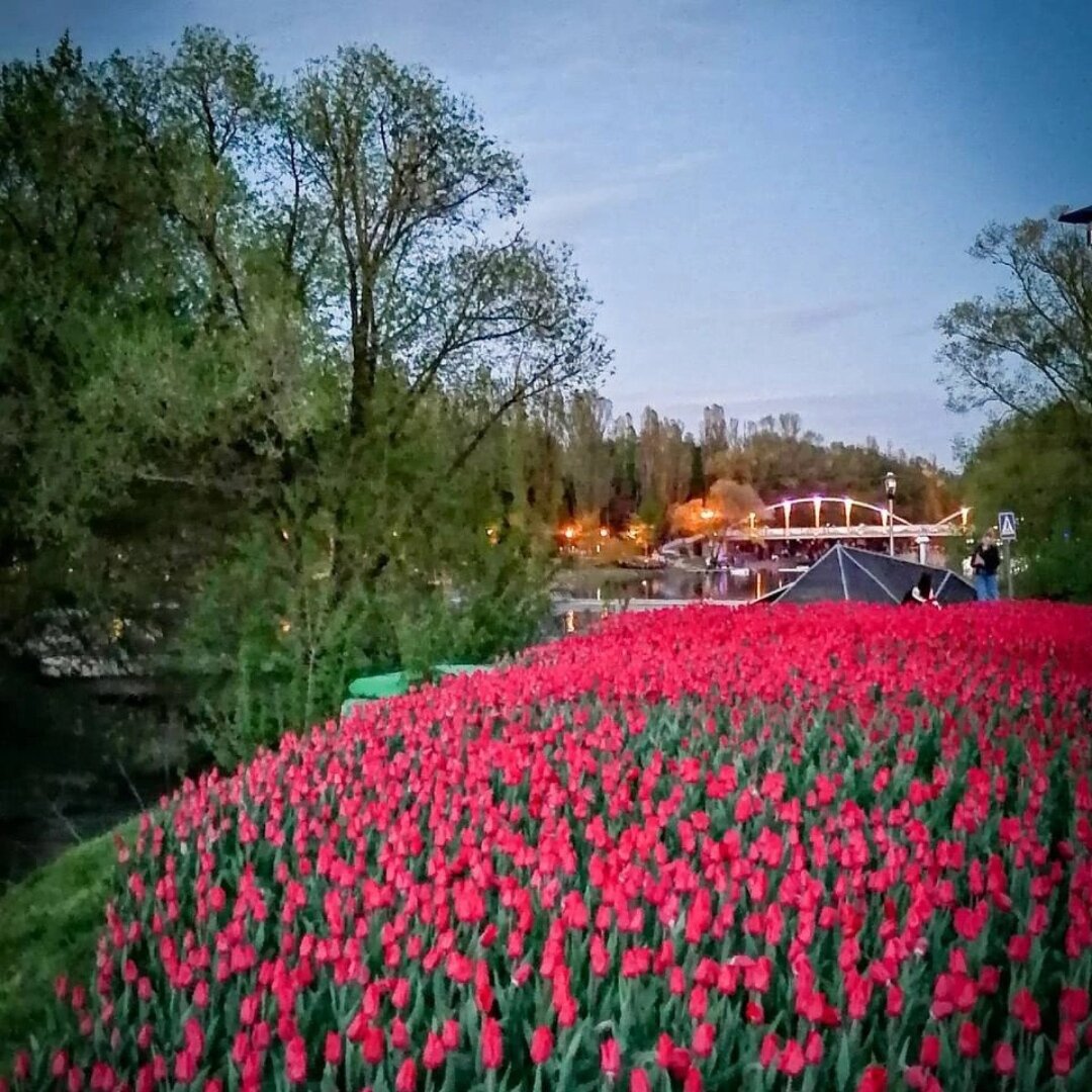 Этой весной наш Белгород просто утопает в тюльпанах