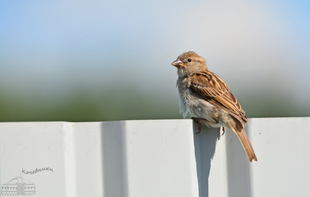 домовый воробей, самка