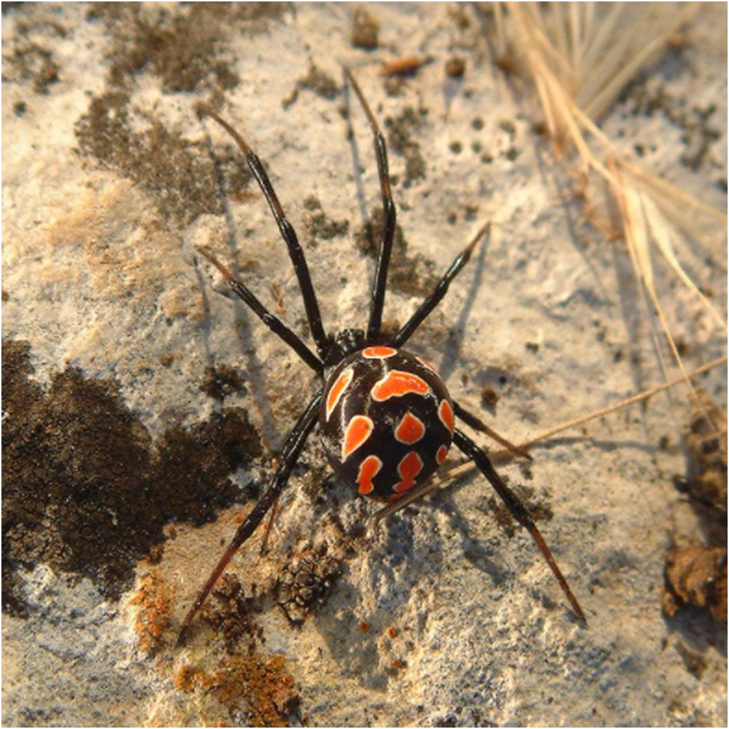 Каракурт (Latrodectus tredecimguttatus)
