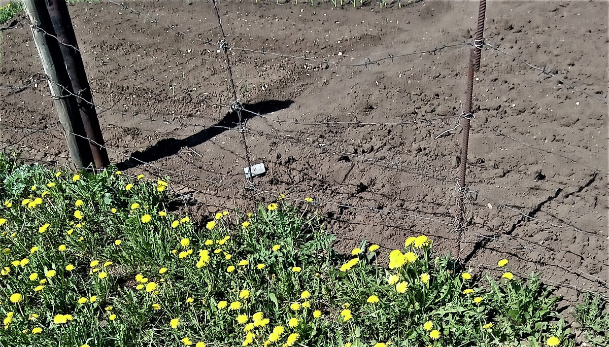 Тревожный июнь. Фото автора канала.