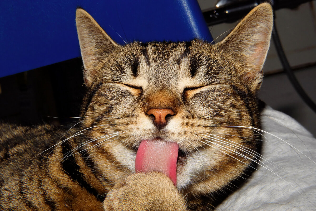 Кошки проблемы. Футкот. Чистый кот картинка. Cat resting in Heat