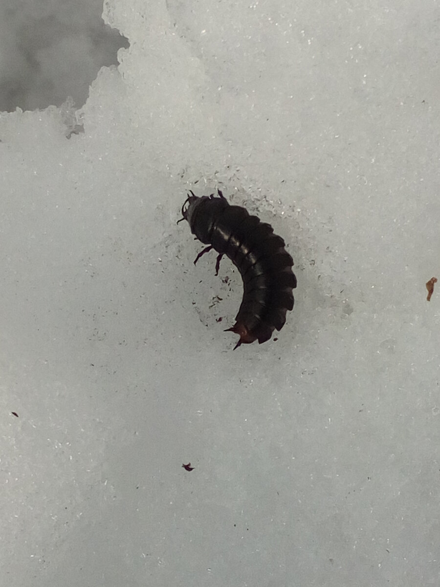 Нашла этого зверя в грунте для томатов в теплице. Не знаю, что за чудище... Но большая уже "тварюшка" ... попробую найти ответ в справочнике насекомых-вредителей сада и огорода. 