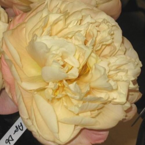 Patricia Jean ( фото с сайта APS ) 