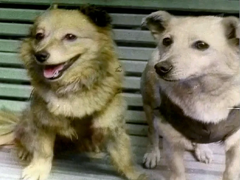 Лисичка и Чайка