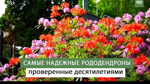 Самые НАДЕЖНЫЕ рододендроны в ВАШЕМ саду