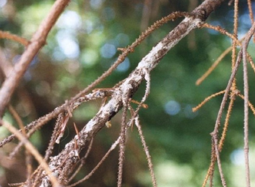 Нектриевое усыхание побегов