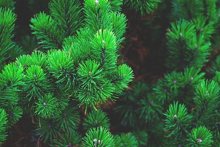 Вот такое изображение нашла. Источник https://pixabay.com